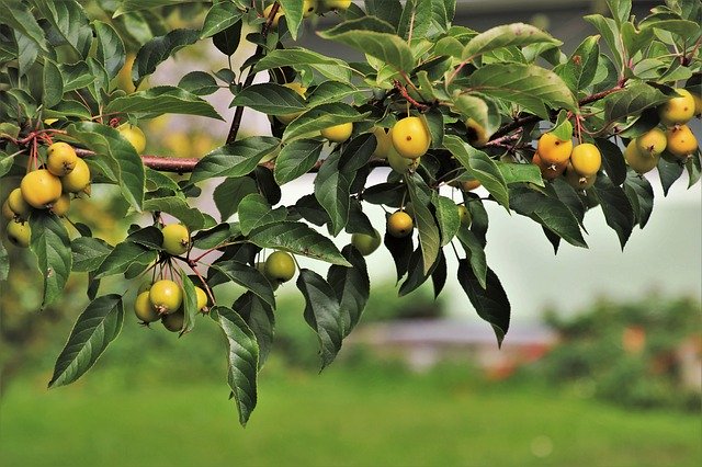 Regulatory wzrostu w zbożach ozimych – nie tylko na wyleganie